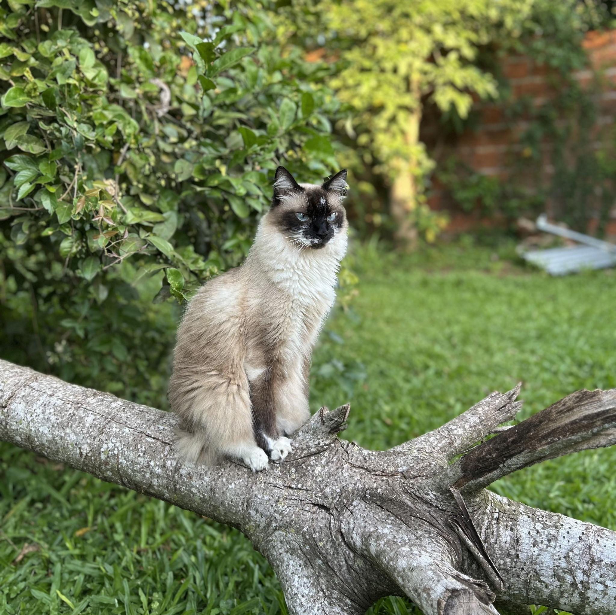 Ramona, nuestra gatihija♥️