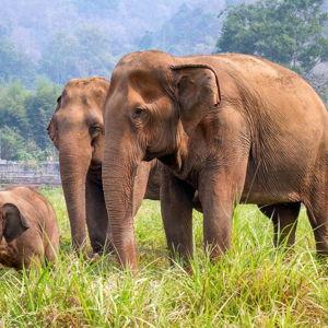 Khao Lak Ethical Elephant Sanctuary Excursion