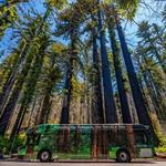 Big Basin Redwoods State Park