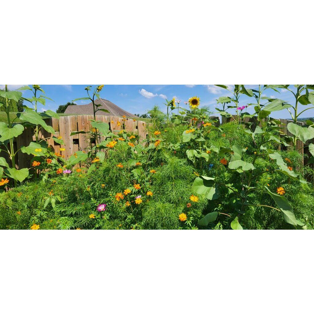 Our wildflower garden
