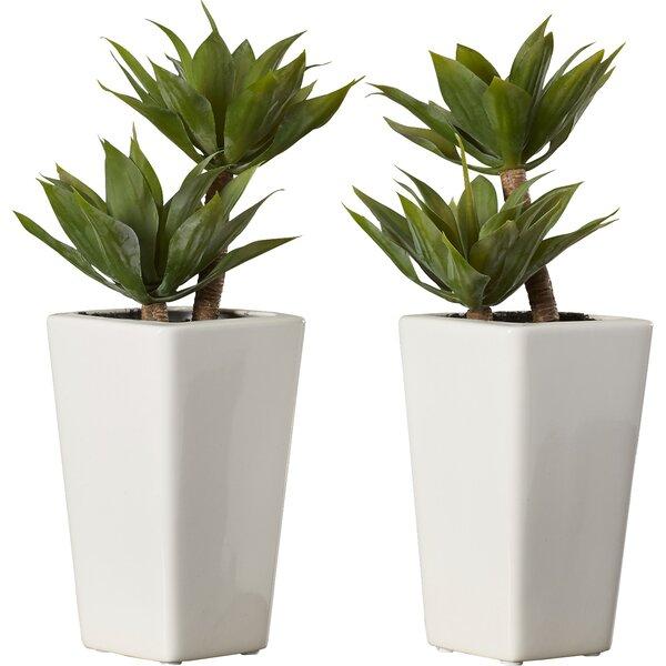 Mini Agave Desktop Plant in Planter