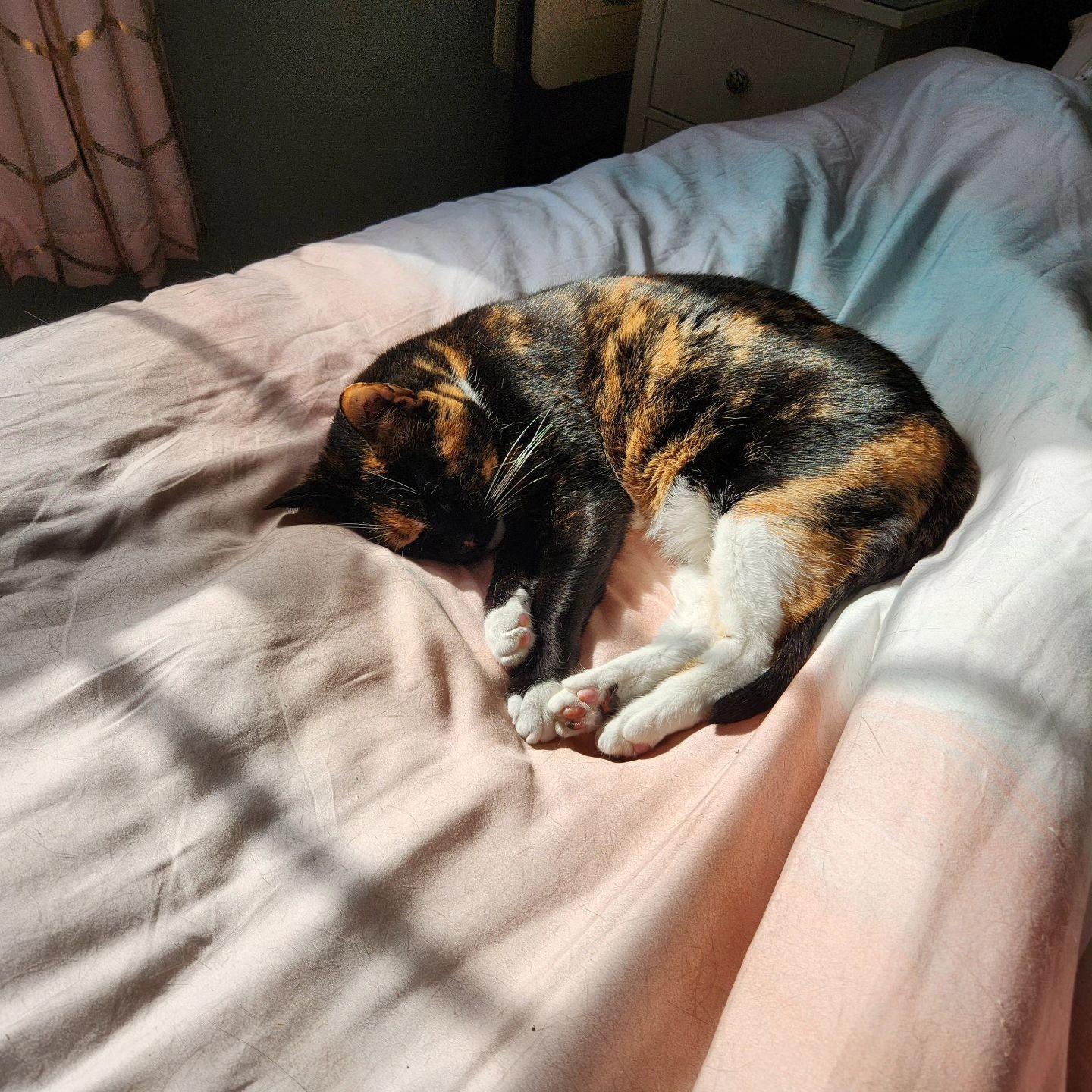 Sprocket hard at work