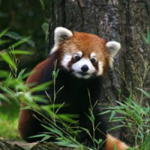 Woodland Park Zoo