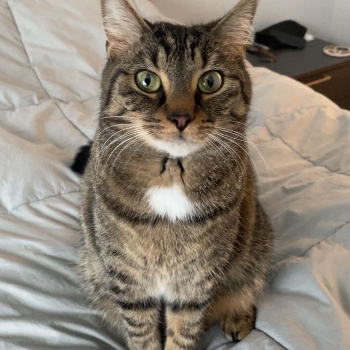 Our furry family member Lucky!