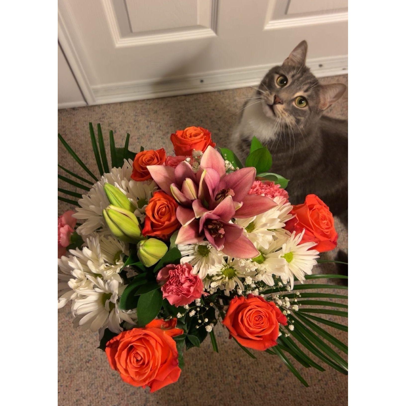 Valentine's Day (+ a happy cat)