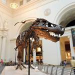 Field Museum