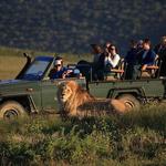 Safari's