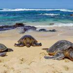 Ho'okipa Beach Park