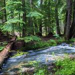 Ross Creek Cedars