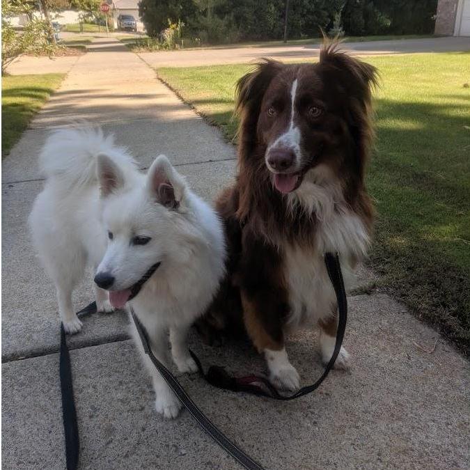 Tula and Rudy aren't allowed at camp, but will be there in spirit (and someone has to guard the homestead!)