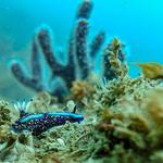 Chelonia Dive Center