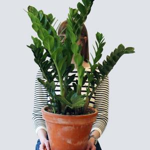 ZZ Plant