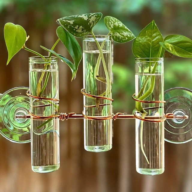 The Lily Window Propagator