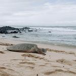 Baldwin/Baby Beach & Paia Town