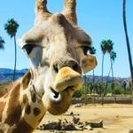 San Diego Zoo