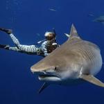 One Ocean Diving