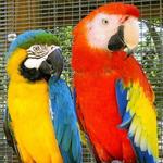 Bird Gardens of Naples