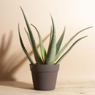 Aloe Vera Plant