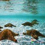 Saona Island