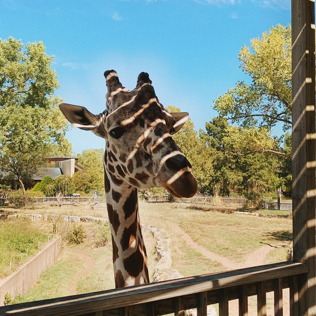 Nashville Zoo Membership