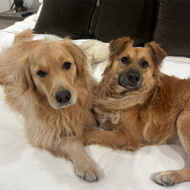 Doggy Daycare