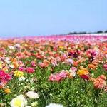 The Flower Fields