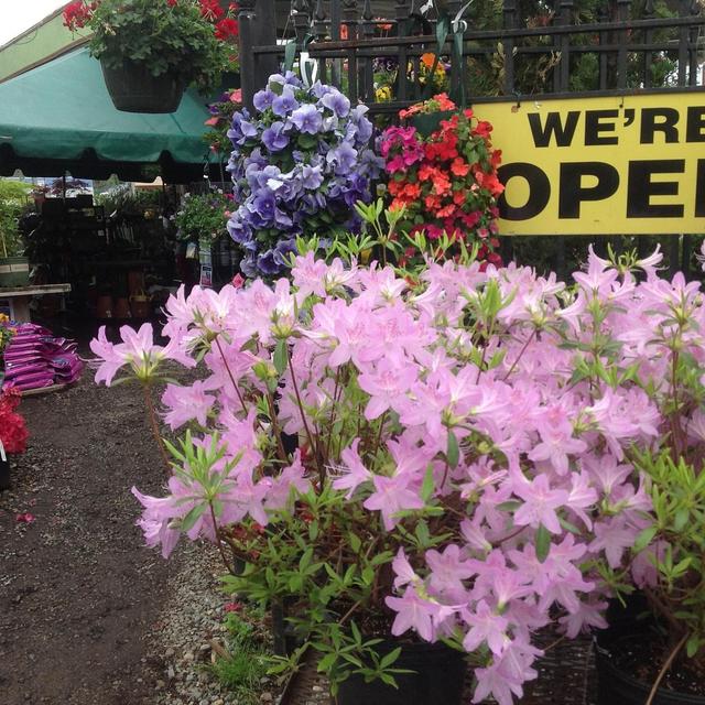 Ricky's Flower Market gift certificate