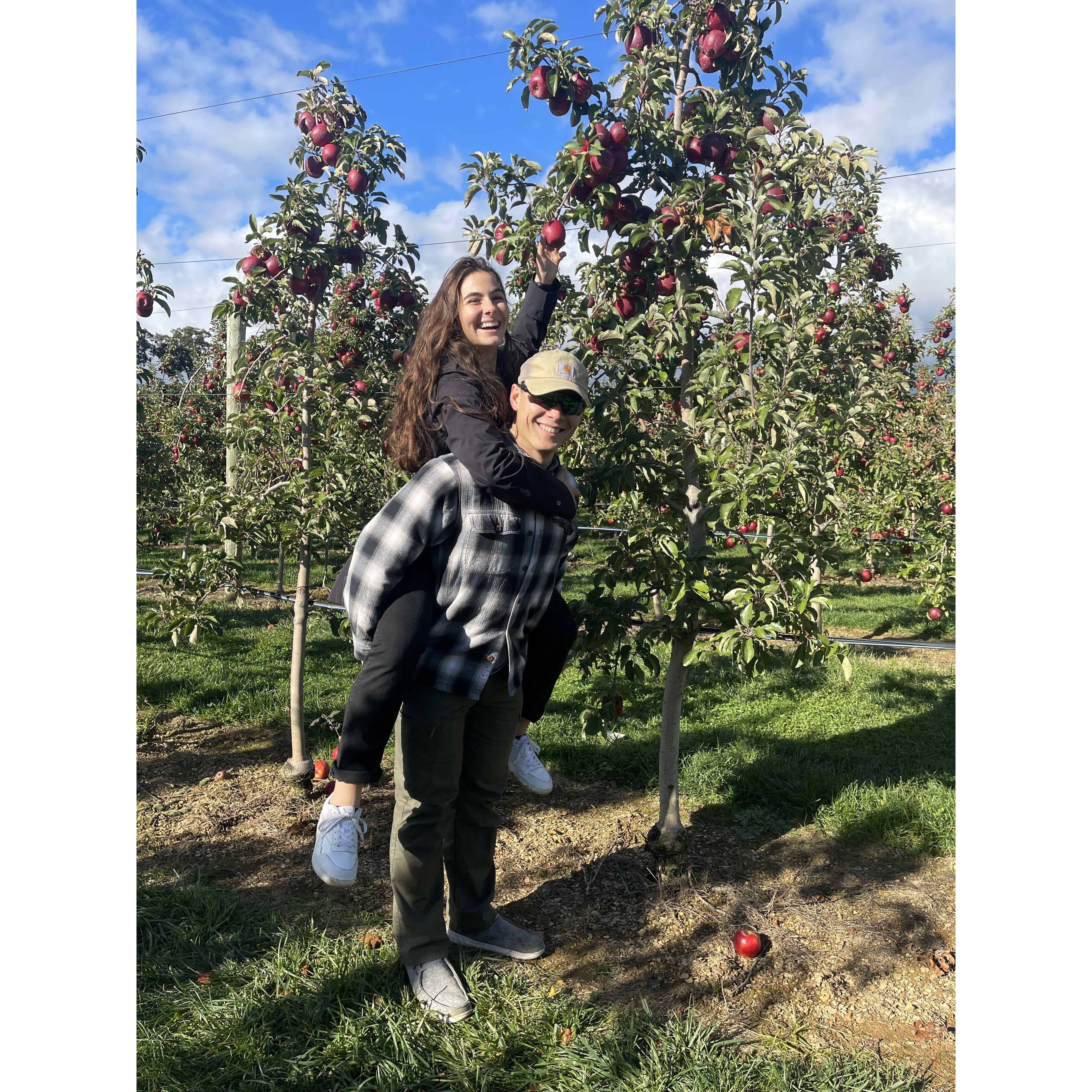 Apple Picking?