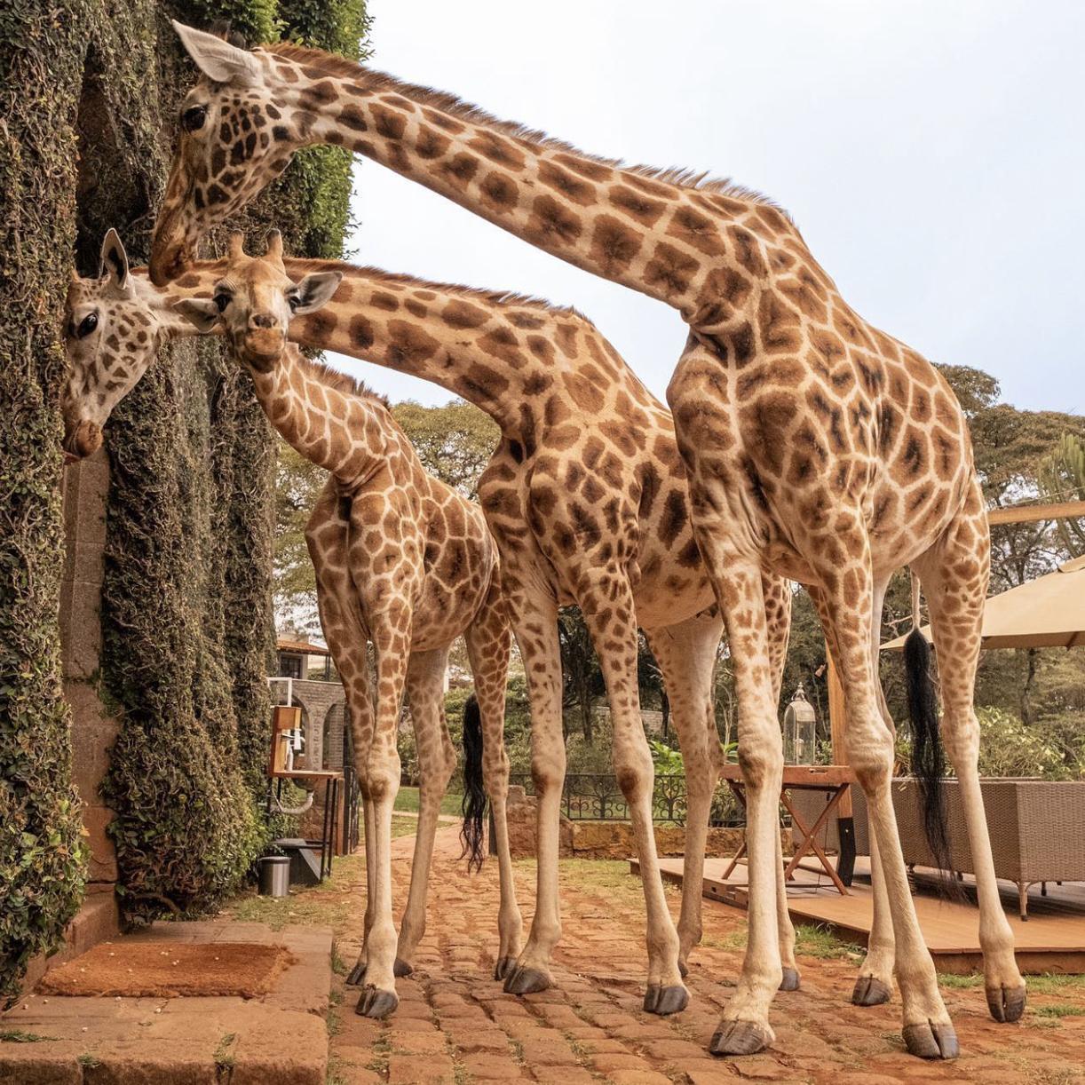 African Safari Honeymoon