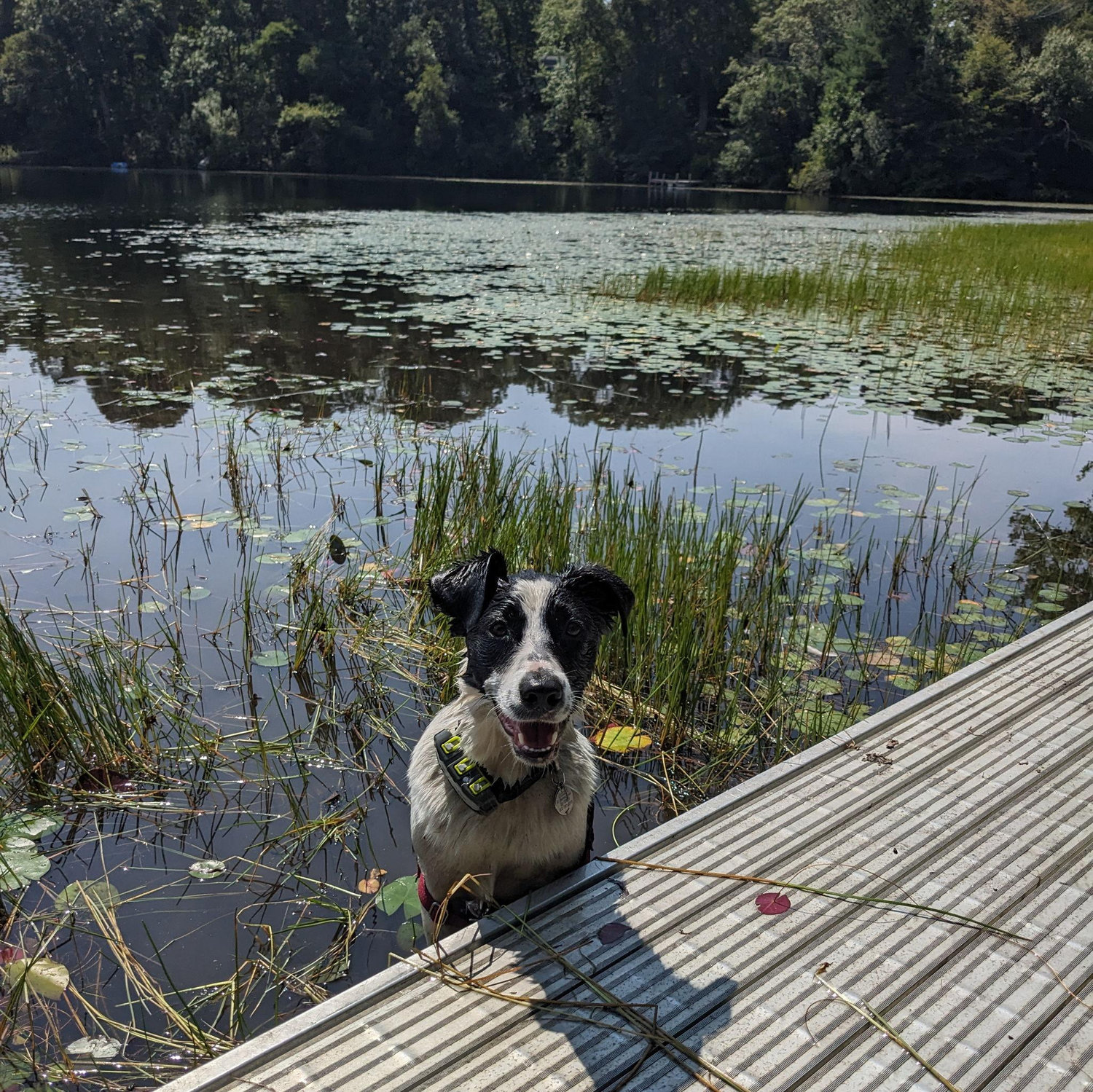 Bosun in a pond.