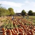 Schnepf Farms
