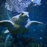 New England Aquarium