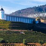 Viña indomita