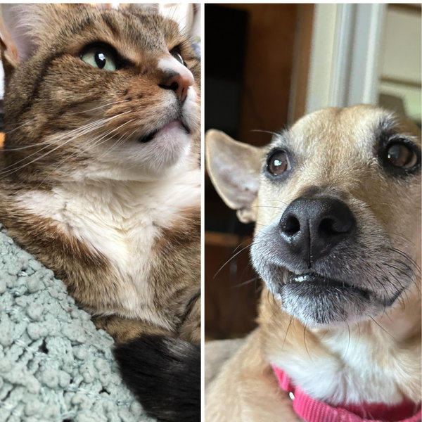 Pet care for a weekend away