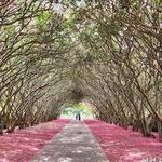 The Dallas Arboretum and Botanical Garden