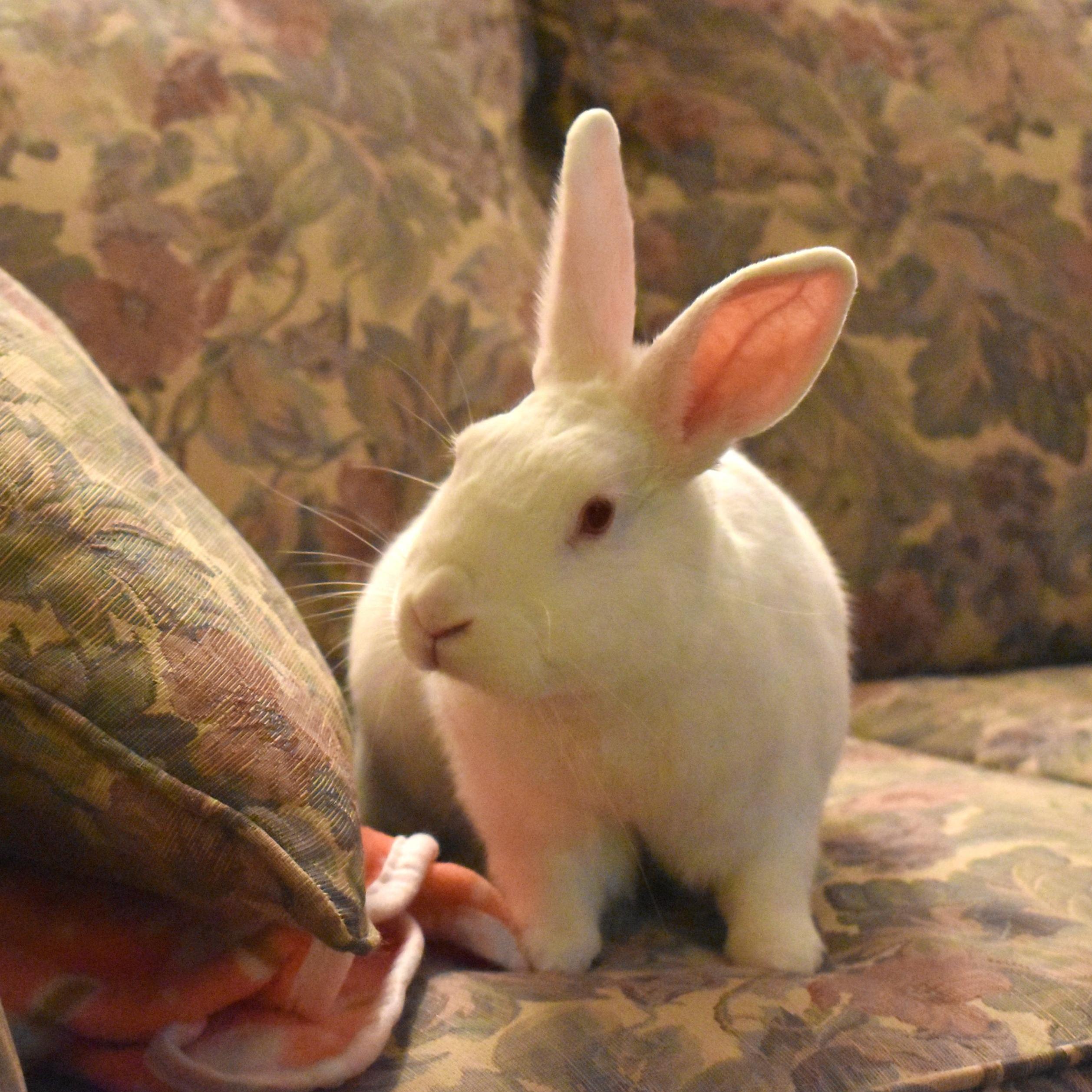 Our little bun bun!