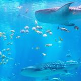 Georgia Aquarium