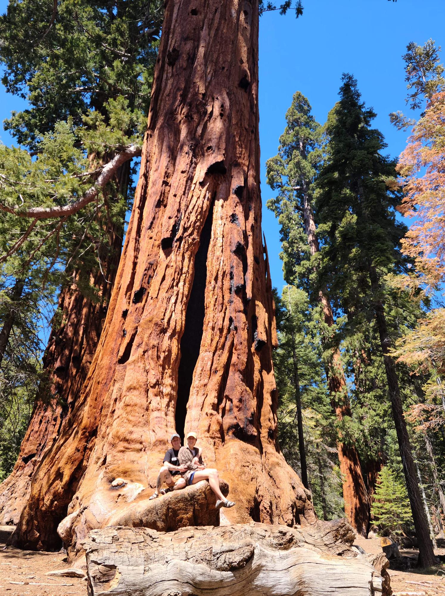 This is a tree in the sequoia national forest