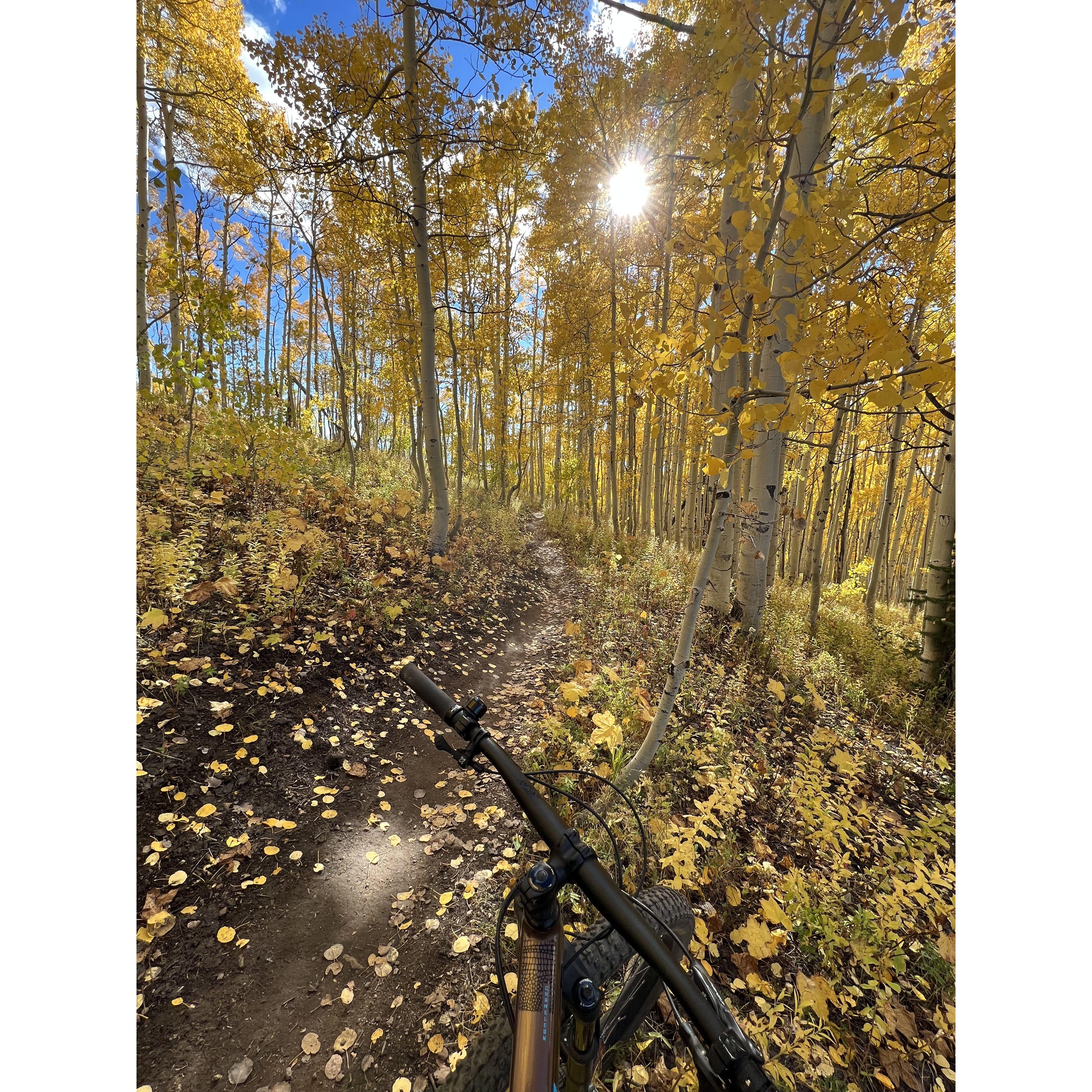 Aspens in the fall