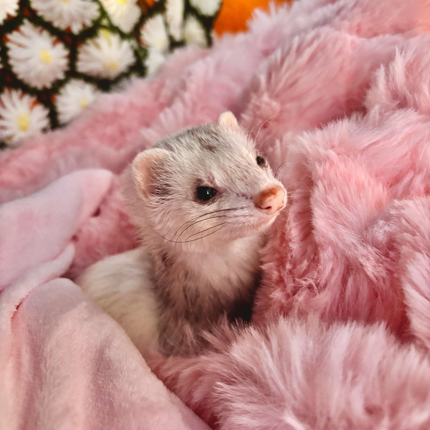 Luna (a.k.a. Binny)