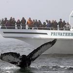 7 Seas Whale Watch