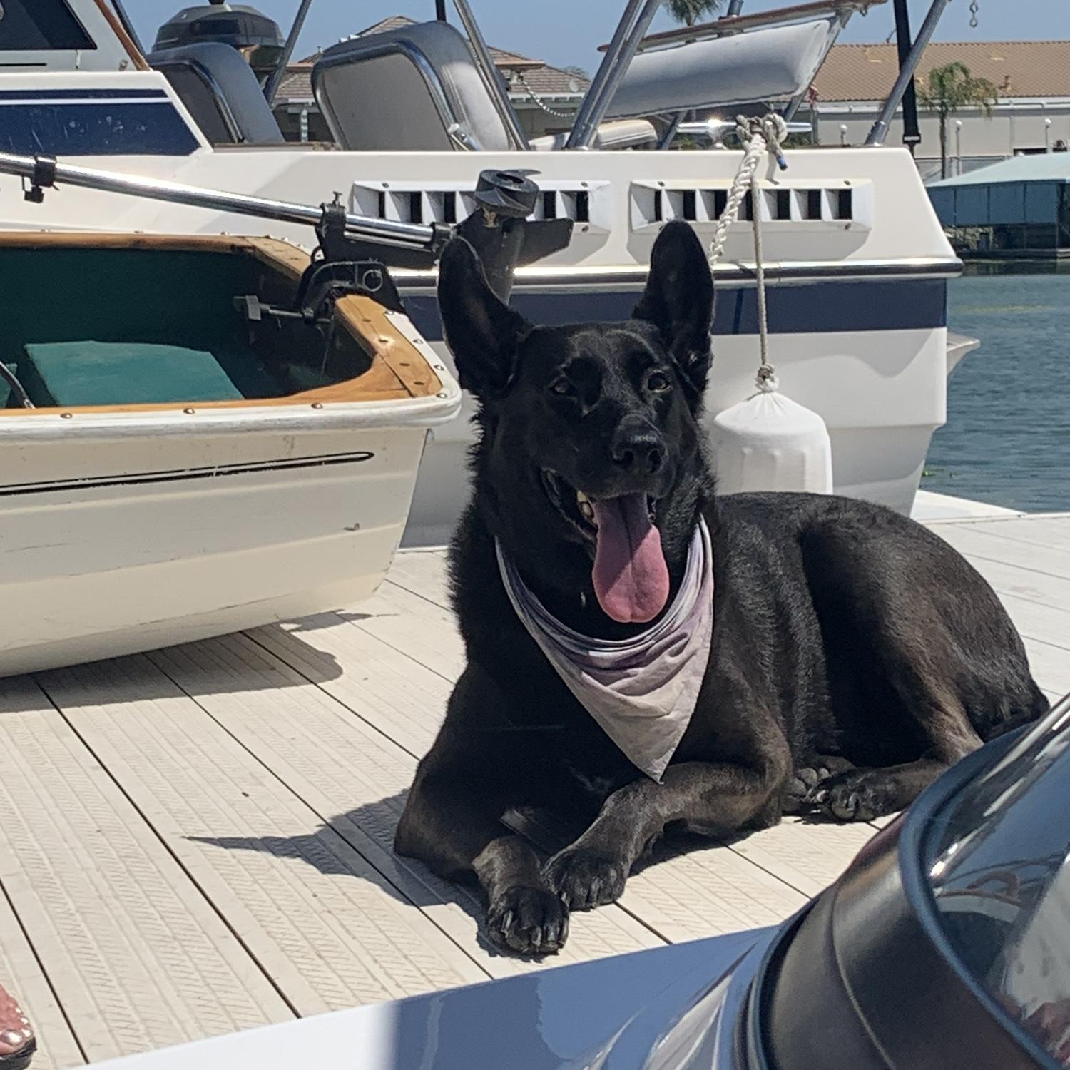 Zula happy on the docks - we both miss her so much