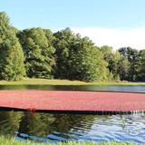 The Nature Trail and Cranberry Bog