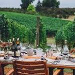 Adelsheim Vineyard