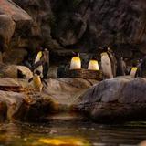 Saint Louis Zoo