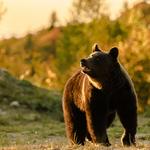 Zabola Estate - Bear Watch