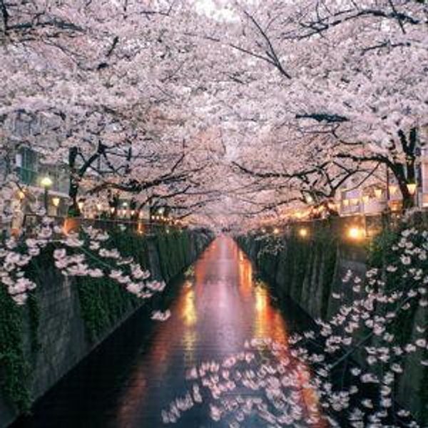 Honeymoon to Japan