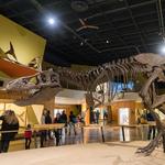 The Cleveland Museum of Natural History
