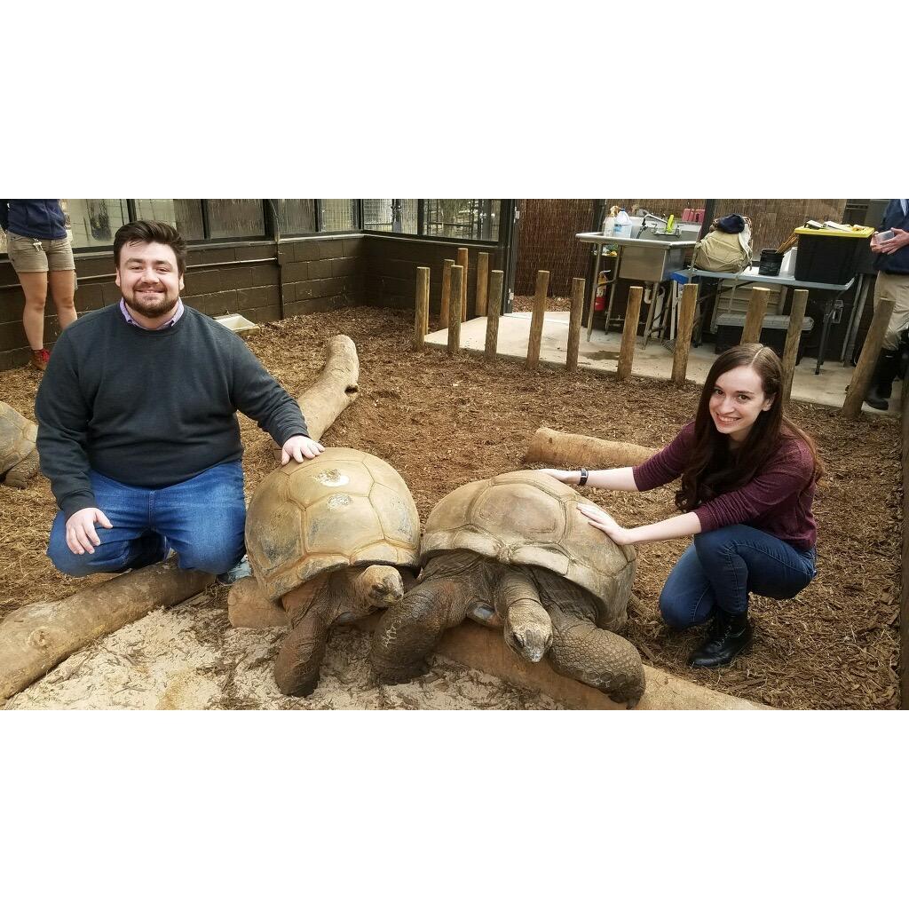 Aldabra Tortoises at Zoo Atlanta.