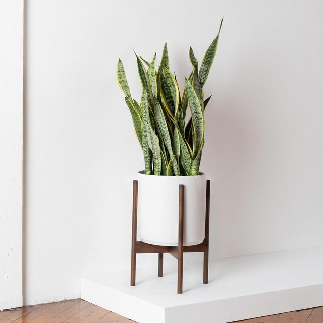 Snake Plant Laurentii Large
